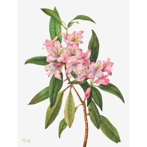 Mary Vaux Walcott - Rose Bay Rhododendron, 1932