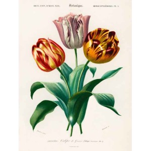 Charles Dessalines D’Orbigny - Didier’s Tulip