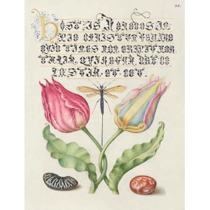 Bocskay Hoefnagel - From the Model Book of Calligraphy, I