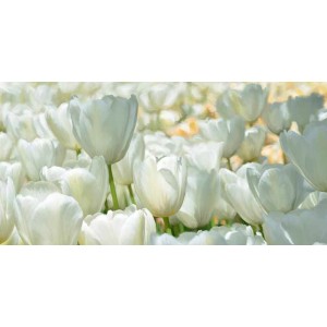Luca Villa - Field of White Tulips