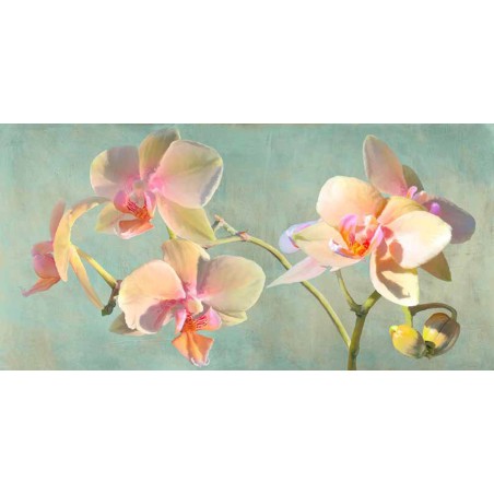 Luca Villa - Jewel Orchids