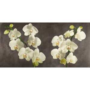 Andrea Antinori - Orchids on Grey Background