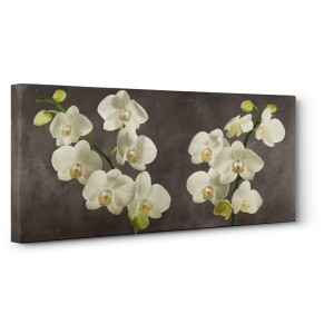 Andrea Antinori - Orchids on Grey Background