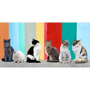 Pangea Images - Cats in the Sun