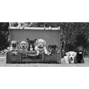 Pangea Images - Dog Pups in a Suitcase
