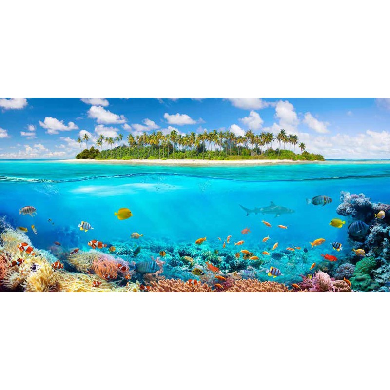 Pangea Images - The Coral Reef