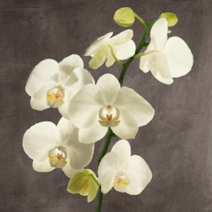 Andrea Antinori - Orchids on Grey Background II