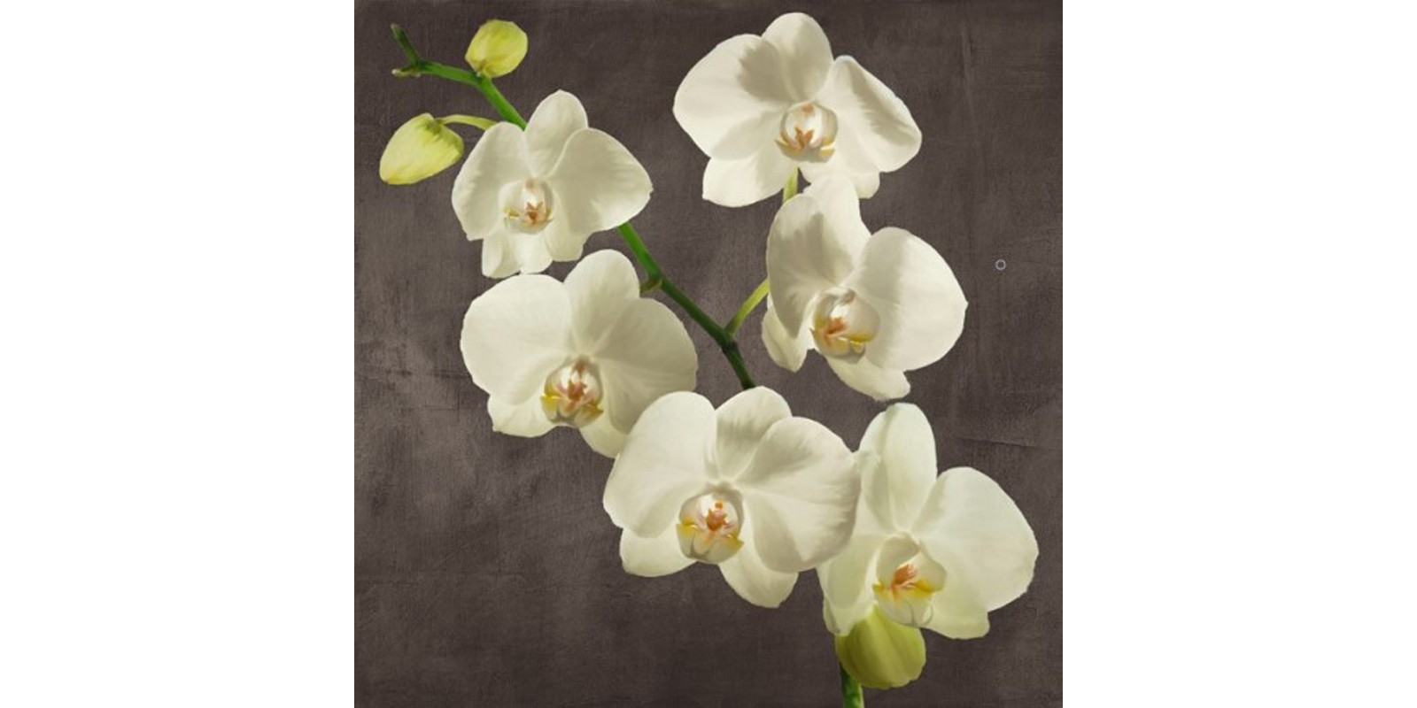 Andrea Antinori - Orchids on Grey Background I