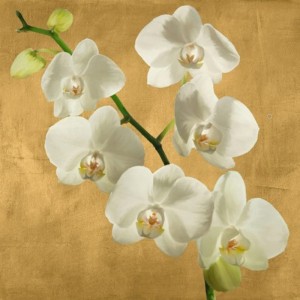 Andrea Antinori - Orchids on a Golden Background I