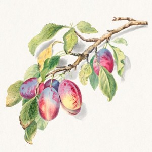 Anonymous - A branch of ripe plums