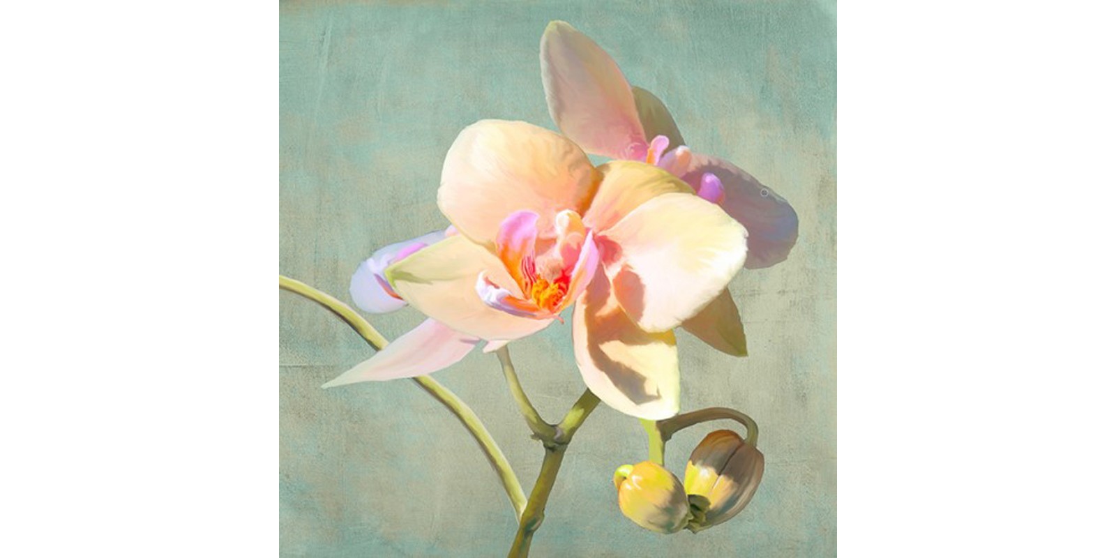 Luca Villa - Jewel Orchids II