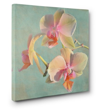 Luca Villa - Jewel Orchids I