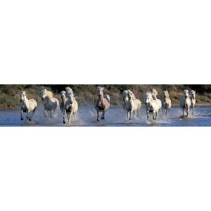JS Studio - Camargue horses gallopping through water, Camargue, France