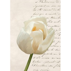 Elena Dolci - Tulip III