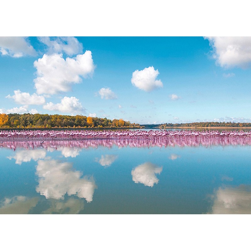 Pangea Images - Flamingos Reflection, Camargue, France