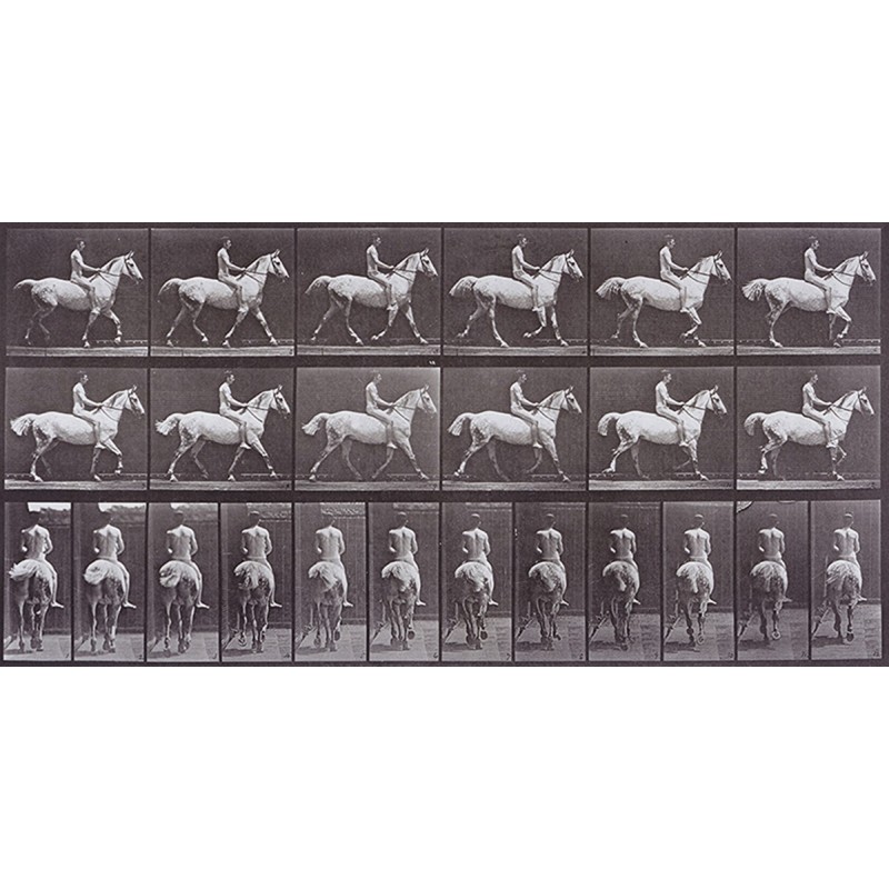 Eadweard Muybridge - Animal Locomotion