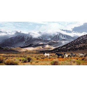 Pangea Images - Wild Horses, Mono Lake Natural Reserve, California