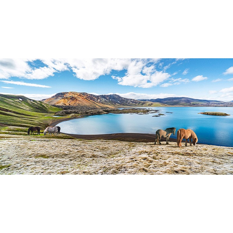 Pangea Images - Wild Horses by a Lake, Iceland