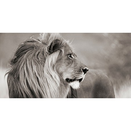 Anonymous - Male lion, Namibia (detail, BW)