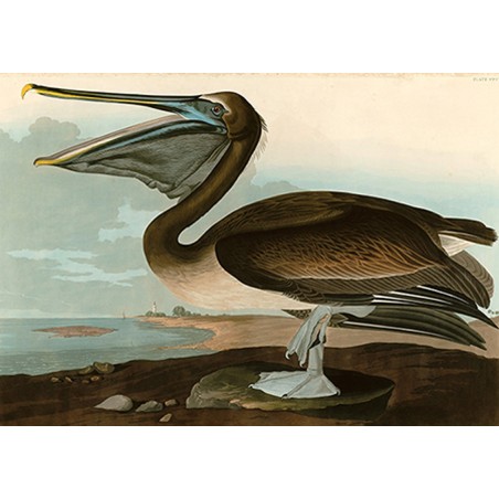 John James Audubon - Brown Pelican