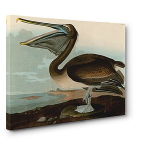 John James Audubon - Brown Pelican