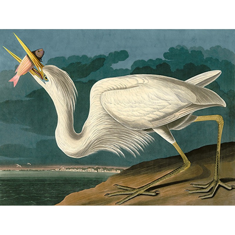 John James Audubon - Great White Heron