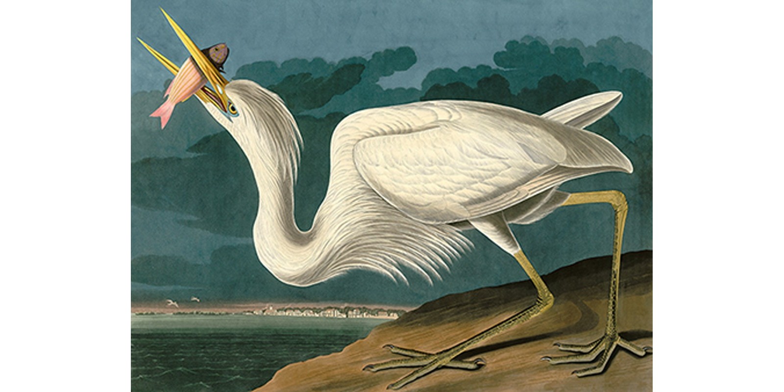 John James Audubon - Great White Heron