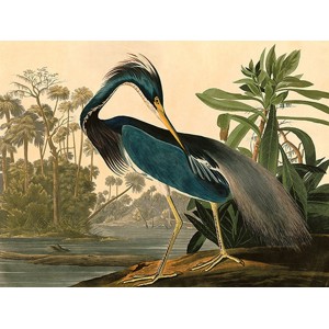 John James Audubon - Louisiana Heron