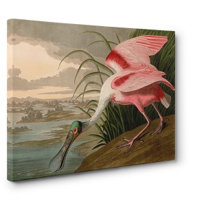 John James Audubon - Roseate Spoonbill