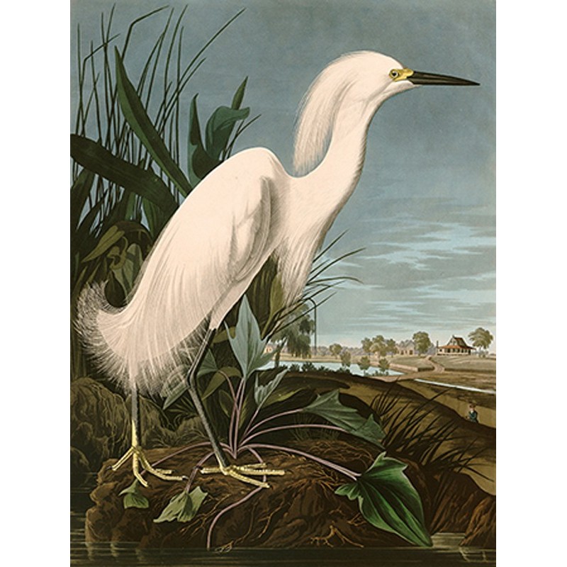John James Audubon - Snowy Heron or White Egret