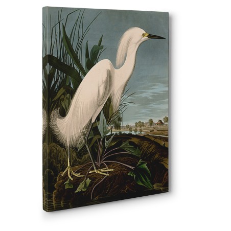 John James Audubon - Snowy Heron or White Egret