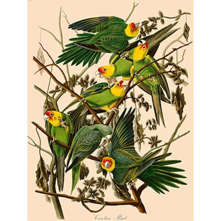 John James Audubon - Carolina Parrot