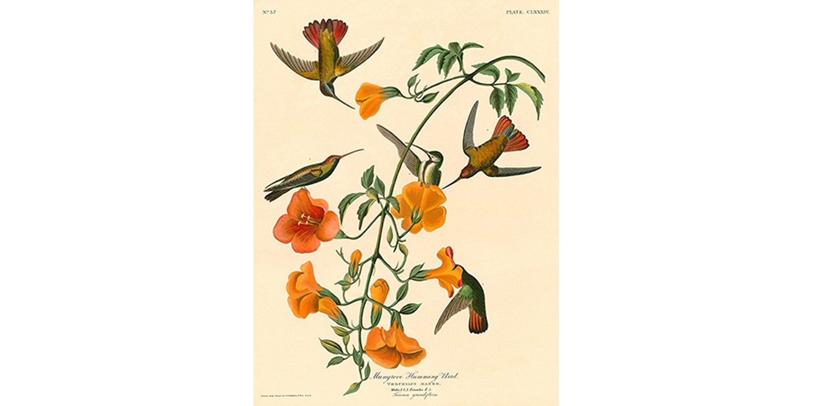 John James Audubon - Mangrove Humming Bird