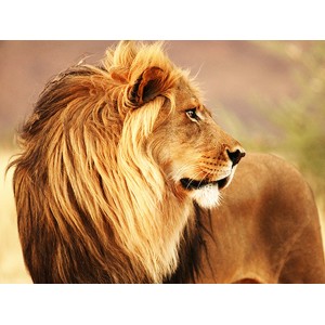 Anonymous - Male lion, Namibia