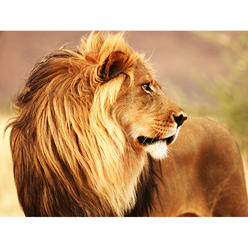 Anonymous - Male lion, Namibia
