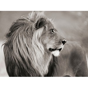 Anonymous - Male lion, Namibia (BW)