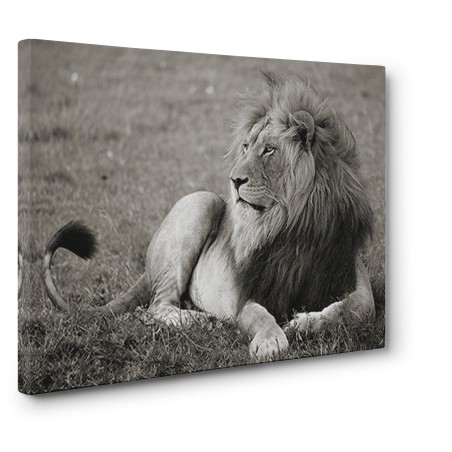Pangea Images - Male lion, Serengeti National Park
