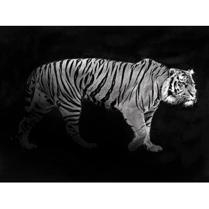 Julian Lauren - Panthera Tigris