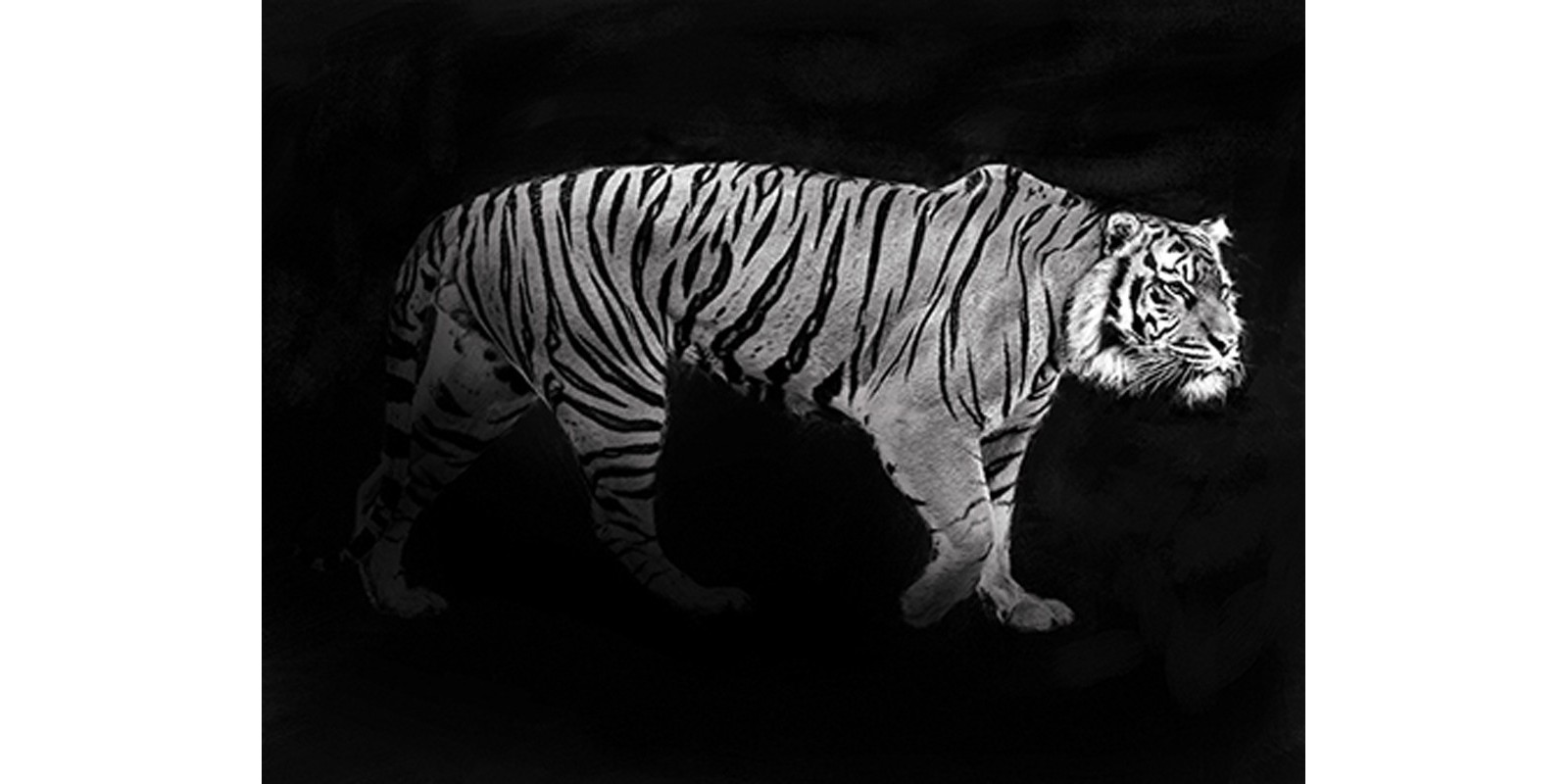 Julian Lauren - Panthera Tigris