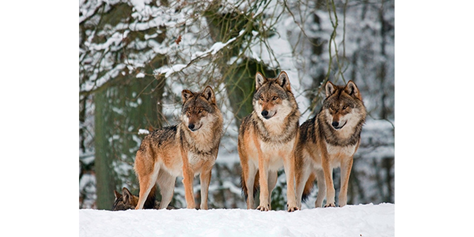 Anonymous - Wolves in the snow, Germany