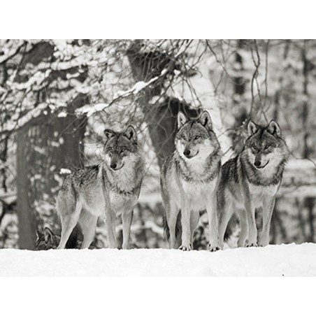 Anonymous - Wolves in the snow, Germany (BW)