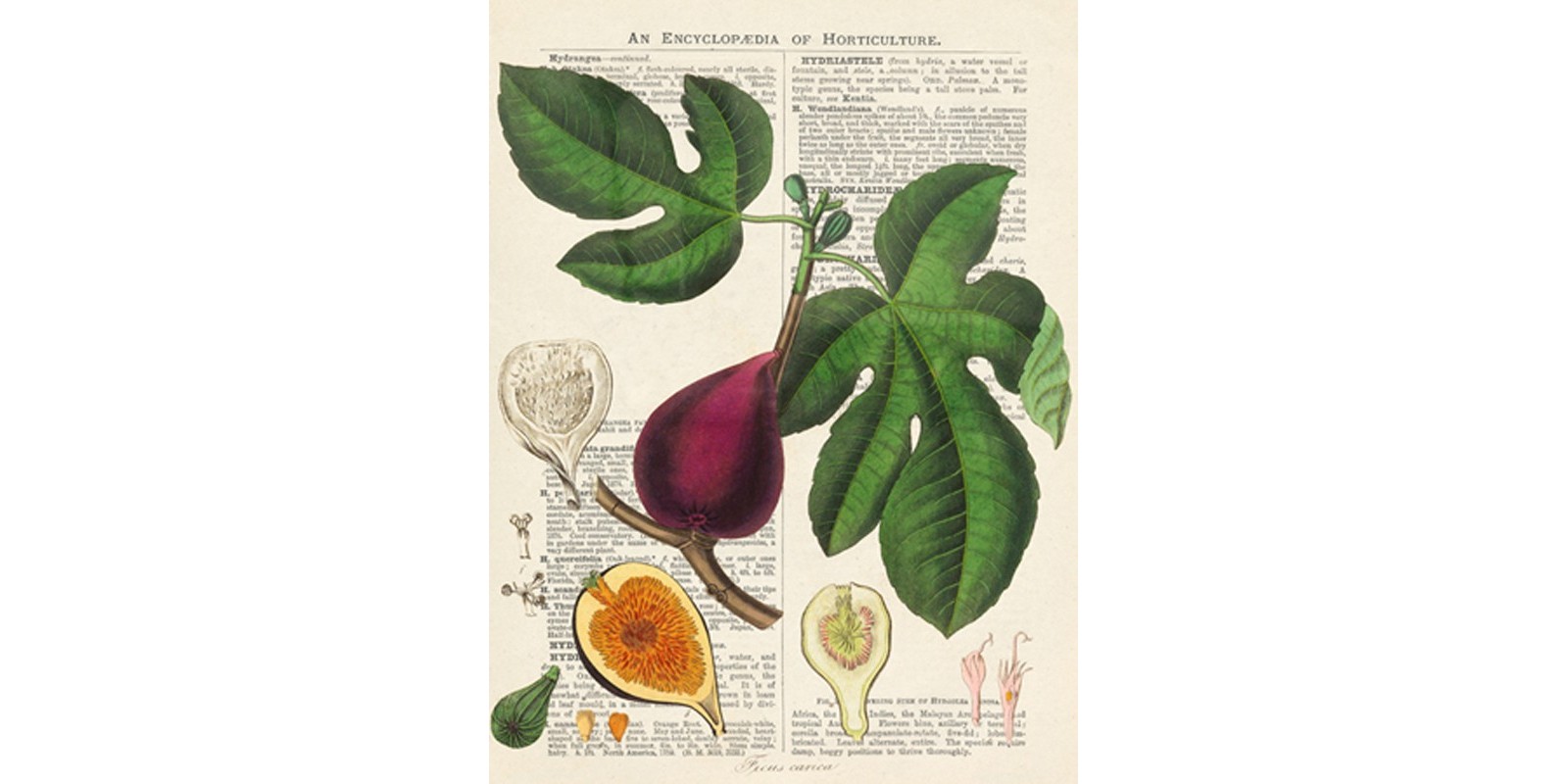Remy Dellal - Fruits de saison, Figues
