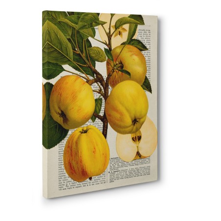Remy Dellal - Fruits de saison, Pommes