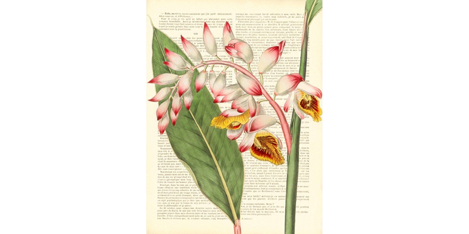 Remy Dellal - Vintage Botany II