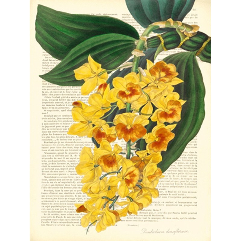 Remy Dellal - Vintage Botany III