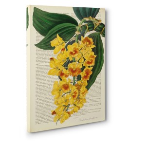 Remy Dellal - Vintage Botany III