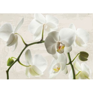 Jenny Thomlinson - Ivory Orchids