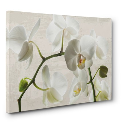 Jenny Thomlinson - Ivory Orchids