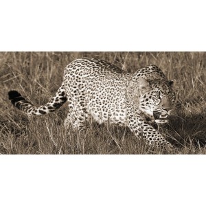 Pangea Images - Leopard hunting