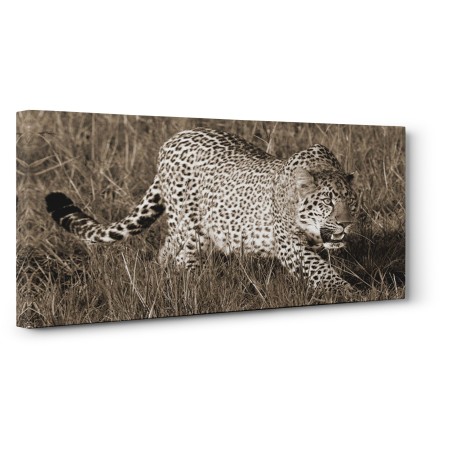 Pangea Images - Leopard hunting